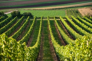 Stock-Photography-Bevica-Winery-Management-Vineyard