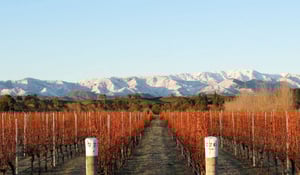 North South Wines producer